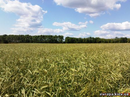 Сельское хозяйство древней украины